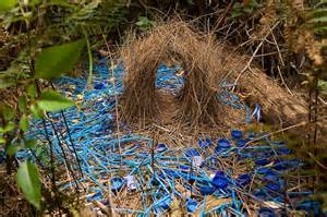 17 Best Images About Bower Birds On Pinterest Coins