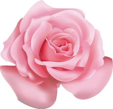 high quality rose transparent pink transparent png images