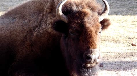 Bizony W Yellowstone Bison At Yellowstone National Park