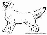Retriever Golden Coloring Pages Dog Drawing Breed Draw Lab Getdrawings sketch template