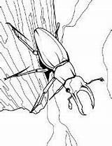 Bug Kolorowanka Owady Kolorowanki Beetle Insekten Ausmalbilder Besouro Hellokids Stag Ausdrucken Druku Sheets Malvorlagen żuk 24a Malowanki Insetos Rainbow Dla sketch template