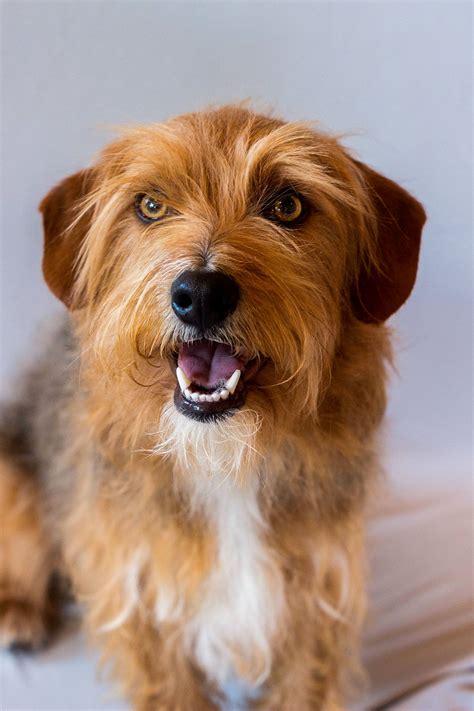 terrier mix animals  hollywood