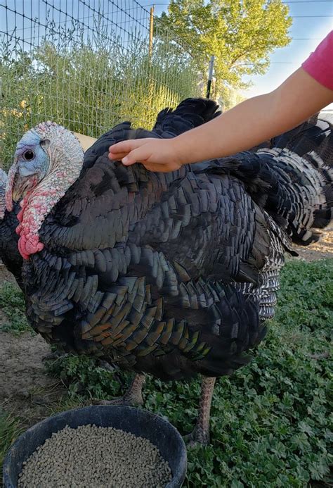 bronze breasted turkey beautiful birds hobby farms chicken fence