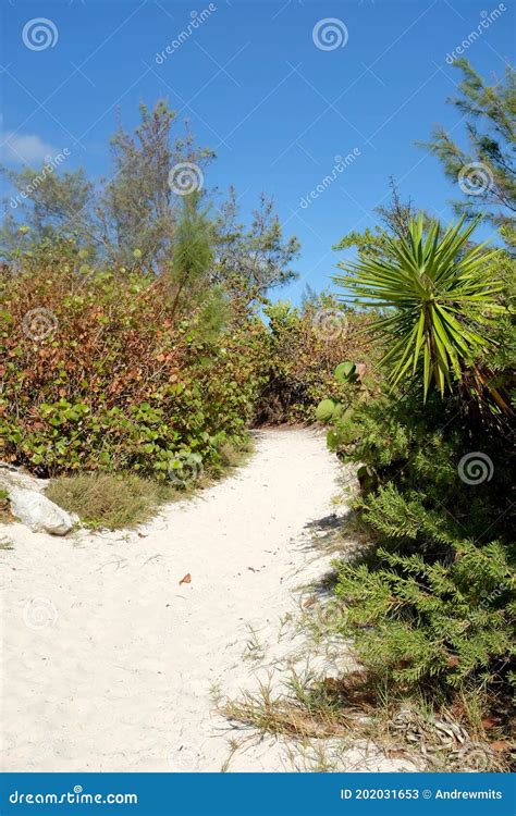 sandy path  beachside plants  shrubs stock image image