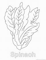 Spinach Coloring Pages Vegetable Designlooter 18kb 930px Drawings sketch template