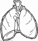 Lungs Human Clipartmag Drawing Coloring sketch template