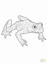 Tadpole Coloring Frog Pages Toad Getdrawings Cycle Life Getcolorings Drawing sketch template