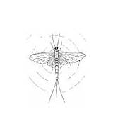 Mayfly Coloring Animals Pages sketch template