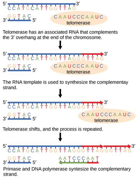 14 3d Telomere Replication Biology Libretexts