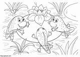 Frog Cycle Coloring Life Pages Frogs Kb sketch template