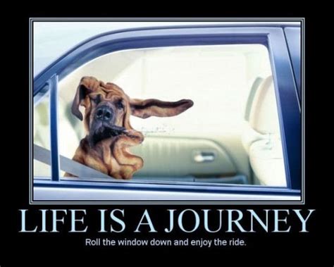 car humor funny joke road street drive driver life   journey enjoy ride dog car humor