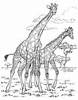 Coloring Adult Pages African Giraffe Giraffes Africa Adults Printable Disegni Da Color Colorare Print Wildebeest Tree Colouring Book Culture Adulti sketch template