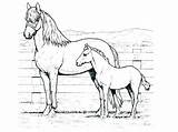 Horse Coloring Pages Mustang Draft Printable Getcolorings Shire Getdrawings Color Colorings sketch template