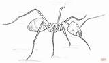 Ant Drawing Coloring Meat Ants Eater Pages Kids Step Drawings Draw Bug Animales Sketches Insects sketch template