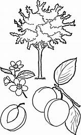 Coloring Apricot Tree Pages Trees Leaves Leaf Fruit Printable Template Categories Supercoloring sketch template