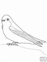 Swallow Coloring Flying Bird Getdrawings Pages Getcolorings sketch template