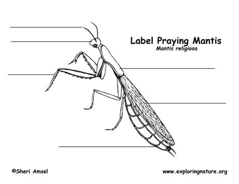 preying mantis labeling page