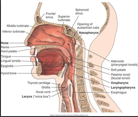 Where Are The Larynx Pharynx And Trachea Located Which Of These Is