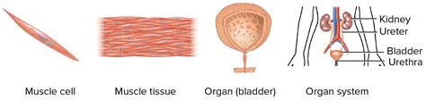 Cell Tissue Organ System Chart