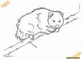 Possum Opossum sketch template