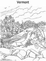 Coloring Pages Bird State Thrush Forest Flower Printable Vermont Birds Hermit Clover Red Adult Educational Wood Coloriage Washington Colouring Color sketch template