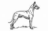 Dog Badge Care Merit Wood Dane Great Choose Board Coloring Pages Requirement sketch template