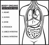 Cuerpo Organs Organos Humano Colorear Umano Organi órganos Kleurplaat Engels Disegno Inglés Organ Inglese sketch template