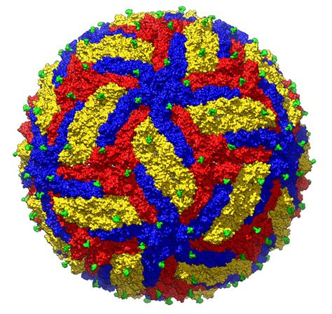 cryo em gives researchers a detailed view of the zika virus structure