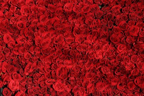 red roses flowers  photo  pixabay pixabay