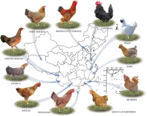 Asian Chicken Breeders New Porn