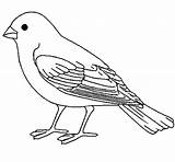 Coloring Pages Sparrow Bird Canary Color Tocolor Drawings Designlooter Printable Sheets 470px 05kb sketch template
