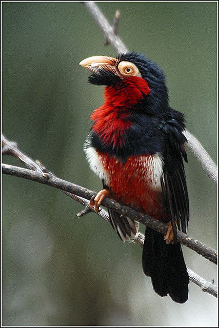 03 0413 bearded barbet feathered friends birds colorful birds exotic birds