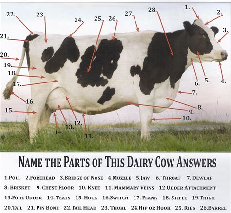 view   dairy answers    parts   dairy