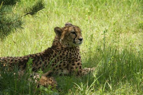 cheetah  laying   tall grass