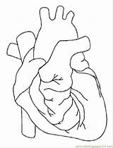 Heart Coloring Human Drawing Body Outline Anatomical Pages System Circulatory Diagram Printable Blank Worksheet Biology Line Real Kids Drawings Pony sketch template