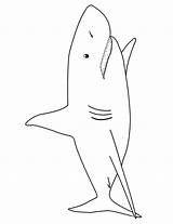 Shark Coloring Pages Sharks Printactivities Color Colouring Print Real Printables Kids Studies Unit Side Appear Printed Navigation Only When Will sketch template