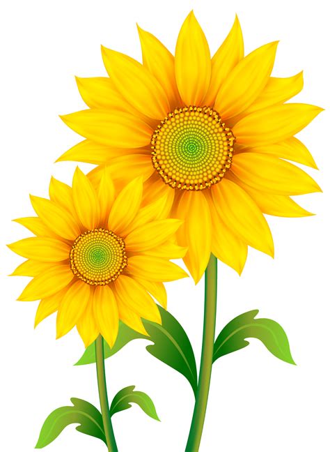 clip art sunflower   cliparts  images  clipground