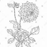 Chrysanthemum Flower Coloring Drawing Printable Pages Flowers Chrysanthemums Getdrawings sketch template