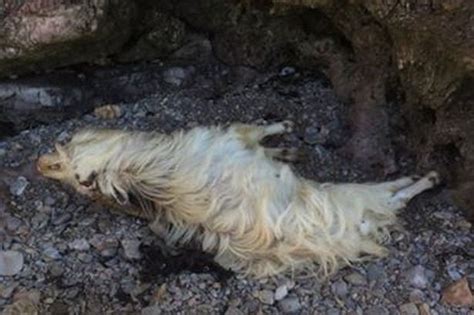 goat falls   death  brean  cliff  national trust tells animal lovers