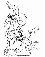 Easter Lily Coloring Part sketch template