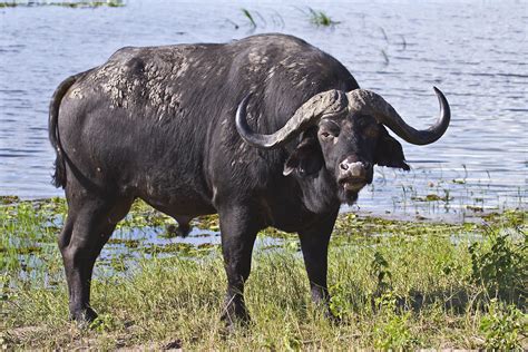 botswana  zambia cape buffalo