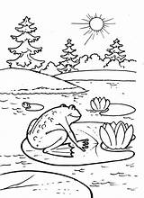 Frog Coloring Pages Cycle Life Getcolorings Sheet sketch template