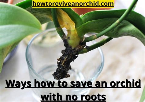 save  orchid   roots  basic steps