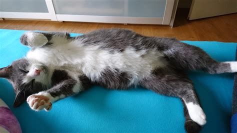pregnant cat lies     demands belly rubs raww