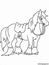Coloring Horse Pages Shire Angus Getcolorings Getdrawings sketch template