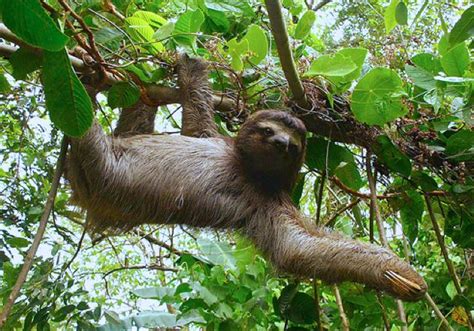 sloth amazon rainforest  toed sloths preservation
