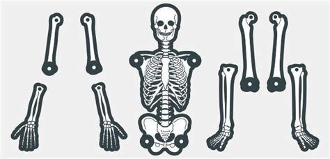 printable human skeleton template  functioning joints  prints