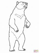 Bear Standing Drawing Grizzly Moon Line Coloring Pages Outline Drawings Polar Printable Draw Bears Realistic Color Getdrawings sketch template