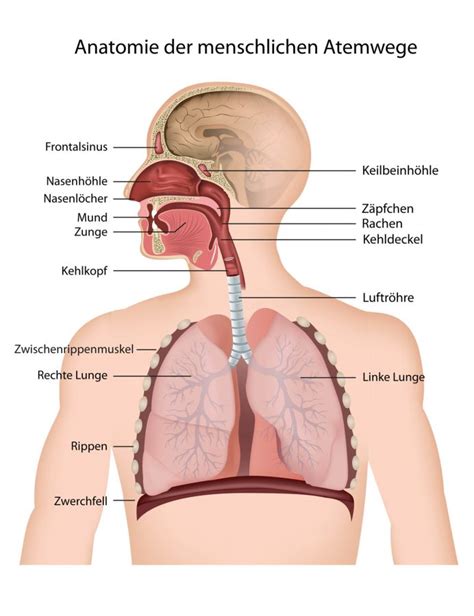 lungenkrankheiten im ueberblick medizinische spezialisten
