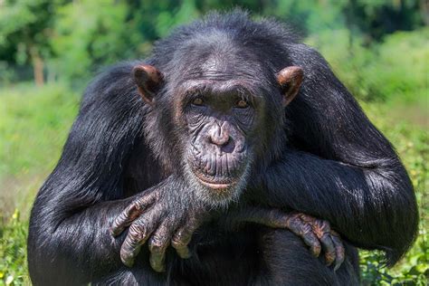 humans evolve  apes  scientist